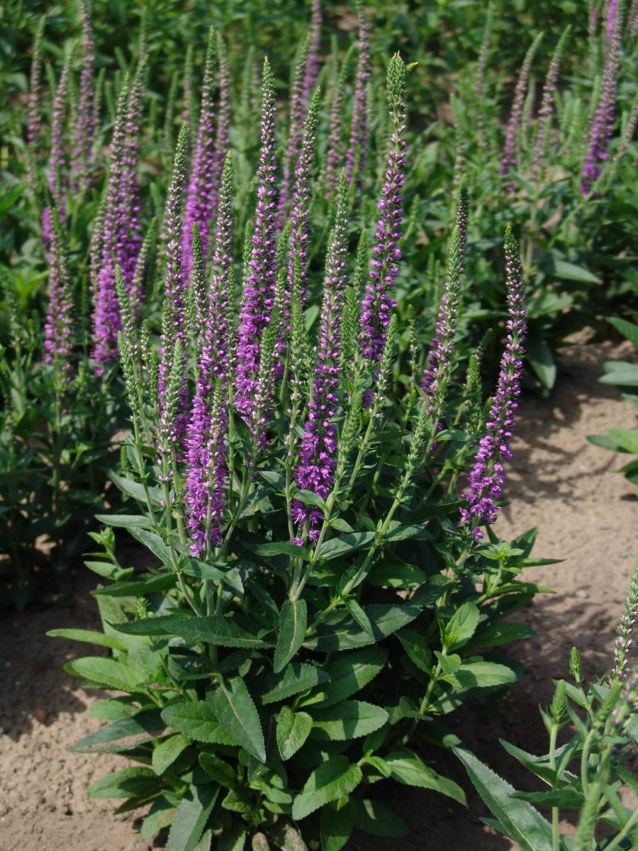 Veronica spicata 'Atomic Amethyst Ray'